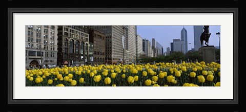 Framed Tulip flowers in a park with buildings in the background, Grant Park, South Michigan Avenue, Chicago, Cook County, Illinois, USA Print