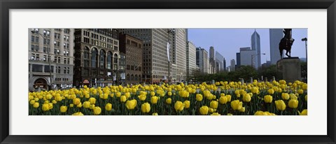 Framed Tulip flowers in a park with buildings in the background, Grant Park, South Michigan Avenue, Chicago, Cook County, Illinois, USA Print