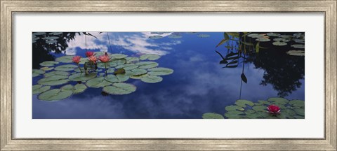 Framed Water lilies in a pond, Denver Botanic Gardens, Denver, Denver County, Colorado, USA Print