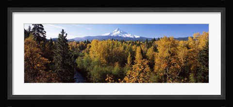 Framed Cottonwood trees in a forest, Mt Hood, Hood River, Mt. Hood National Forest, Oregon, USA Print
