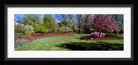 Framed Tulips and cherry trees in a garden, Sherwood Gardens, Baltimore, Maryland, USA Print
