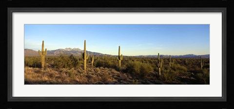 Framed Saguaro cacti in a desert, Four Peaks, Phoenix, Maricopa County, Arizona, USA Print