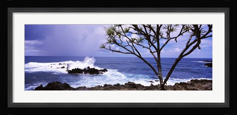 Framed Tree on the coast, Honolulu Nui Bay, Nahiku, Maui, Hawaii, USA Print