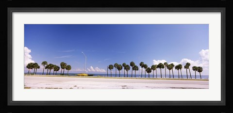 Framed Palm trees at the roadside, Interstate 275, Tampa Bay, Gulf of Mexico, Florida, USA Print