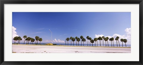 Framed Palm trees at the roadside, Interstate 275, Tampa Bay, Gulf of Mexico, Florida, USA Print