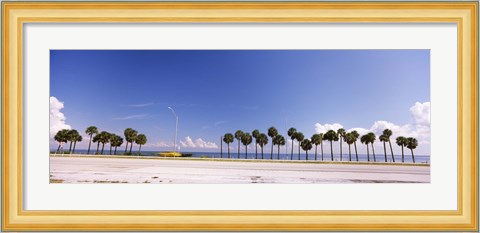 Framed Palm trees at the roadside, Interstate 275, Tampa Bay, Gulf of Mexico, Florida, USA Print