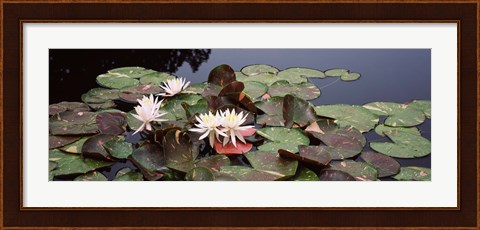 Framed Water lilies in a pond, Olbrich Botanical Gardens, Madison, Wisconsin Print