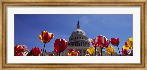 Framed Tulips with a government building in the background, Capitol Building, Washington DC, USA Print