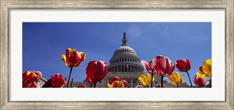 Framed Tulips with a government building in the background, Capitol Building, Washington DC, USA Print