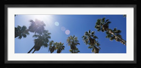 Framed Low angle view of palm trees, Downtown San Jose, San Jose, Santa Clara County, California, USA Print