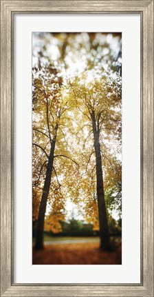 Framed Autumn trees in a park, Volunteer Park, Capitol Hill, Seattle, King County, Washington State, USA Print