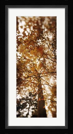Framed Low angle view of autumn trees, Volunteer Park, Capitol Hill, Seattle, King County, Washington State, USA Print