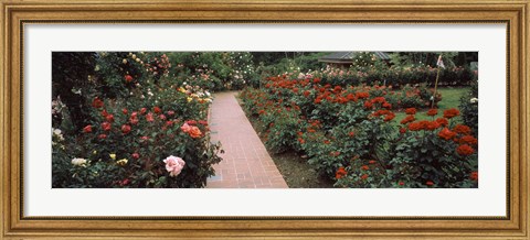 Framed International Rose Test Garden, Washington Park, Portland, Oregon Print