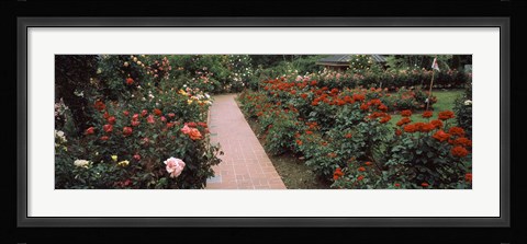 Framed International Rose Test Garden, Washington Park, Portland, Oregon Print