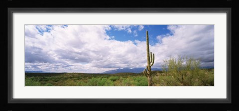 Framed Cactus in a desert, Saguaro National Monument, Tucson, Arizona, USA Print