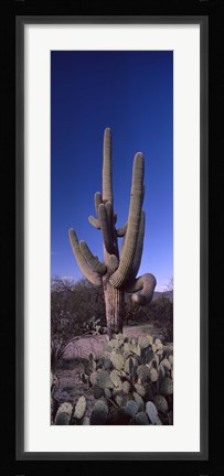 Framed Low angle view of a Saguaro cactus, Saguaro National Park, Tucson, Arizona Print