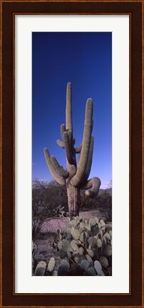 Framed Low angle view of a Saguaro cactus, Saguaro National Park, Tucson, Arizona Print