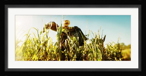 Framed Scarecrow in a corn field, Queens County Farm, Queens, New York City, New York State, USA Print