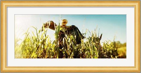 Framed Scarecrow in a corn field, Queens County Farm, Queens, New York City, New York State, USA Print