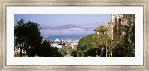 Framed Trees along the Hyde Street, San Francisco, California, USA Print