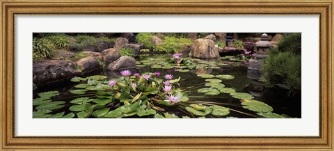 Framed Lotus blossoms, Japanese Garden, University of California, Los Angeles, California Print