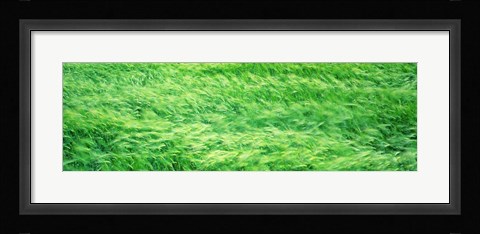 Framed Wheat Field Prince Edward Island Canada Print