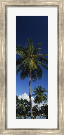 Framed USA, US Virgin Islands, Saint Thomas Print