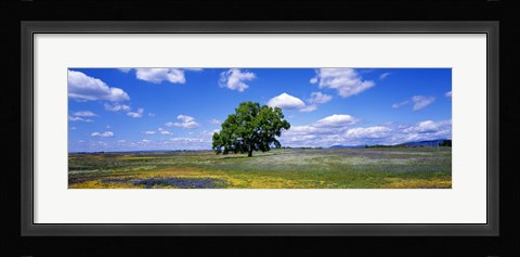 Framed Single Tree In Field Of Wildflowers, Table Mountain, Oroville, California, USA Print