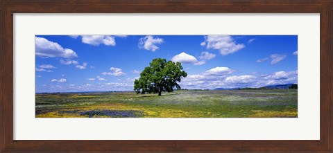 Framed Single Tree In Field Of Wildflowers, Table Mountain, Oroville, California, USA Print