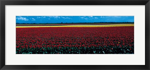 Framed Tulip field near Spalding Lincolnshire England Print