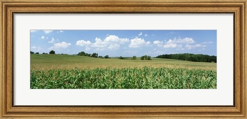 Framed Corn Crop In A Field, Wyoming County, New York State, USA Print
