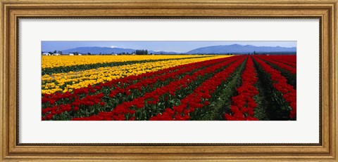Framed Tulip Field, Mount Vernon, Washington State, USA Print