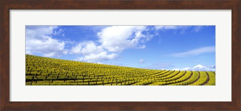 Framed Mustard Fields, Napa Valley, California, USA Print