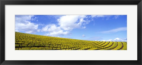 Framed Mustard Fields, Napa Valley, California, USA Print