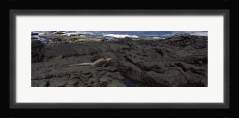 Framed Marine iguana (Amblyrhynchus cristatus) on volcanic rock, Isabela Island, Galapagos Islands, Ecuador Print