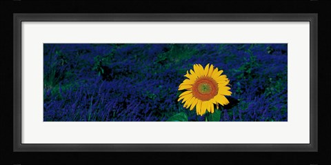 Framed France, Provence, Suze-La-Rouse, sunflower in lavender field Print