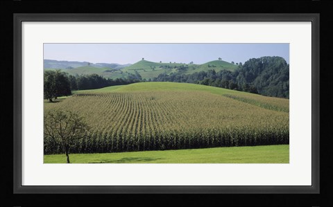 Framed Switzerland, Canton Zug, Panoramic view of Cornfields Print