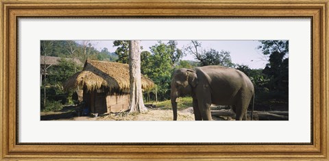 Framed Elephant standing outside a hut in a village, Chiang Mai, Thailand Print