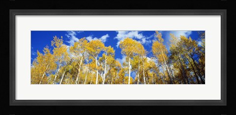 Framed USA, Colorado, Uncompahgre Nationa Forest Print