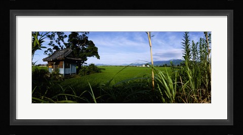Framed Rice paddies in a field, Saga Prefecture, Kyushu, Japan Print