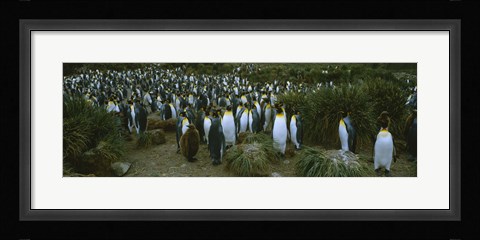Framed High angle view of a colony of King penguins, Royal Bay, South Georgia Island, Antarctica Print