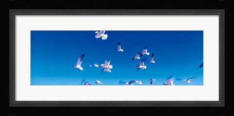 Framed Birds in flight Flagler Beach FL USA Print