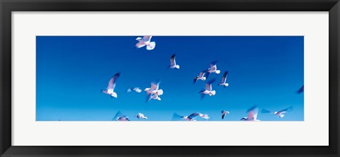Framed Birds in flight Flagler Beach FL USA Print