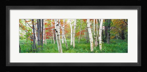 Framed Birch trees in a forest, Acadia National Park, Maine Print