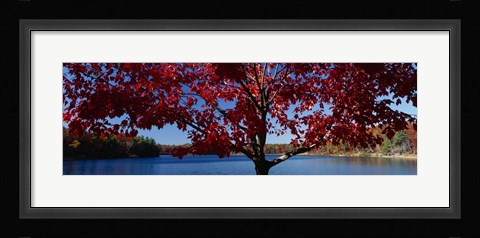 Framed Close-up of a tree, Walden Pond, Concord, Massachusetts, USA Print