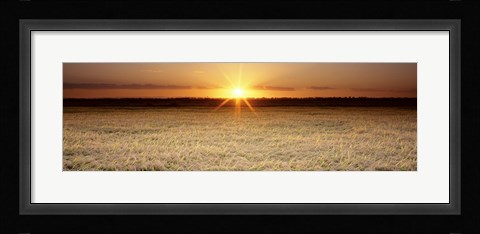 Framed Rice Field, Sacramento Valley, California, USA Print