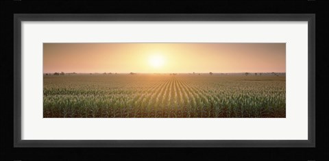 Framed View Of The Corn Field During Sunrise, Sacramento County, California, USA Print