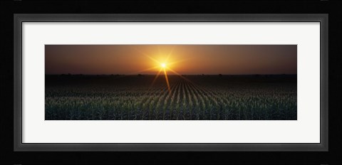Framed Sunrise, Crops, Farm, Sacramento, California, USA Print