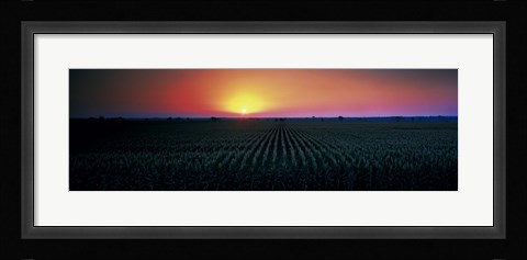 Framed Corn field at sunrise Sacramento Co CA USA Print