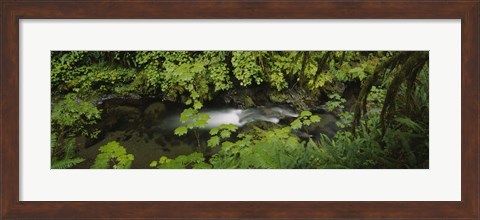 Framed High angle view of a lake in the forest, Willaby Creek, Olympic National Forest, Washington State, USA Print